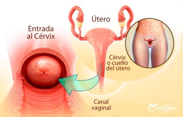 Ilustración del cuello uterino y su ubicación respecto del útero