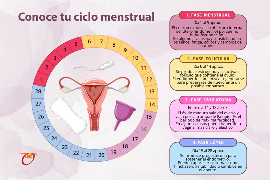 Fases ciclo menstrual
